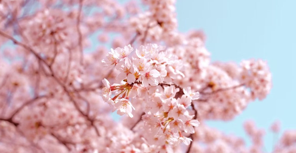 Bunnies, Pastel Colors, Cherry Blossoms… and Skincare!